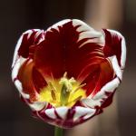 Tulpe 3