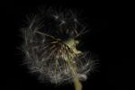 Pusteblume 1