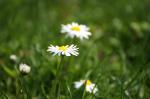 Frühling im Garten 3