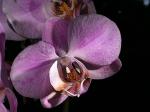 Orchidee 1