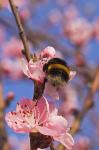 Weinbergspfirsichblüte mit Besuch