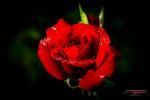 Redroseday