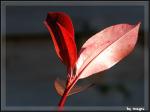 Blatt in der Sonne