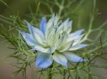 Jungfer im Grünen (Nigella damascena)