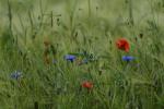 Mohn und mehr