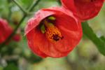 rote Blüte gegen den Regen