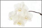 Orchidee3