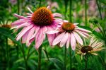 Echinacea