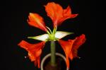 Amaryllis-3-