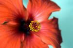 HibiskusblÃ¼tendetail