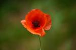 Mohn ganz