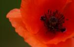 Mohn