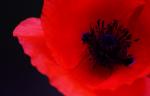 Mohn bearbeitet