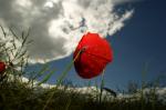 Mohn 2