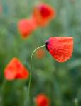 Mohn