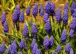 Muscari