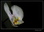 Orchidee