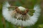 Pusteblume