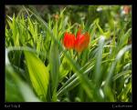 Rote Tulpen II