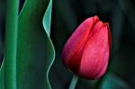 Rote Tulpe