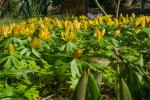 Winterling (Eranthis hyemalis)