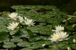 water-lilies