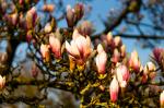 Magnolienbaum im Wörlitzer Park