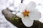 Mandelblüte in Gimmeldingen