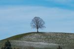 Unser Baum 08.03.18