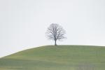 Unser Baum 11.03.18