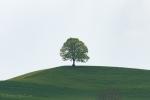 Unser Baum 26.04.18