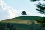 Unser Baum 09.05.18