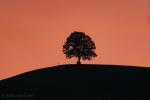 Unser Baum 06.10.18