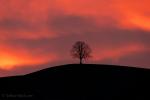 Unser Baum 23.02.19