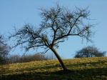 Baum ohne Schnee