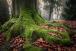 Baum auf dem "Alten Friedhof" Gießen