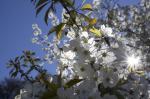 Kirschenblüte im Gegenlicht