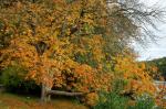 Schöner Herbst