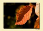 Herbstblatt