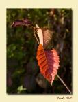 Herbstblatt