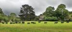 Muckross House 5