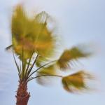 Palme im Wind