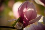 Magnolienblüte