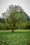 Füssen - OGau Bleckenau Baum