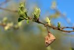 Wachablösung im Frühling