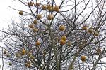 Baum mit Früchten ohne Blätter