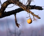 Last apple hanging2