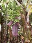 Bananenstaude Madeira