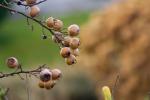 Holzapfel (Malus sylvestris)