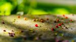 Rote Beeren auf einer Mauer